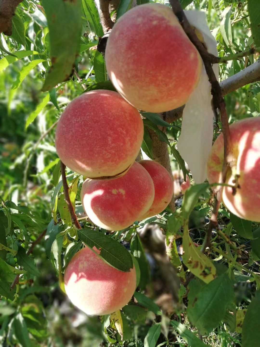 【油桃】山东陆地油桃大量上市 口感好 硬度高 耐运输