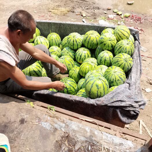 监利市麒麟西瓜 湖北省荆州市监利县 2茬