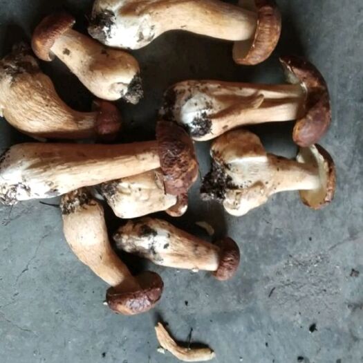 南江县 牛肝菌