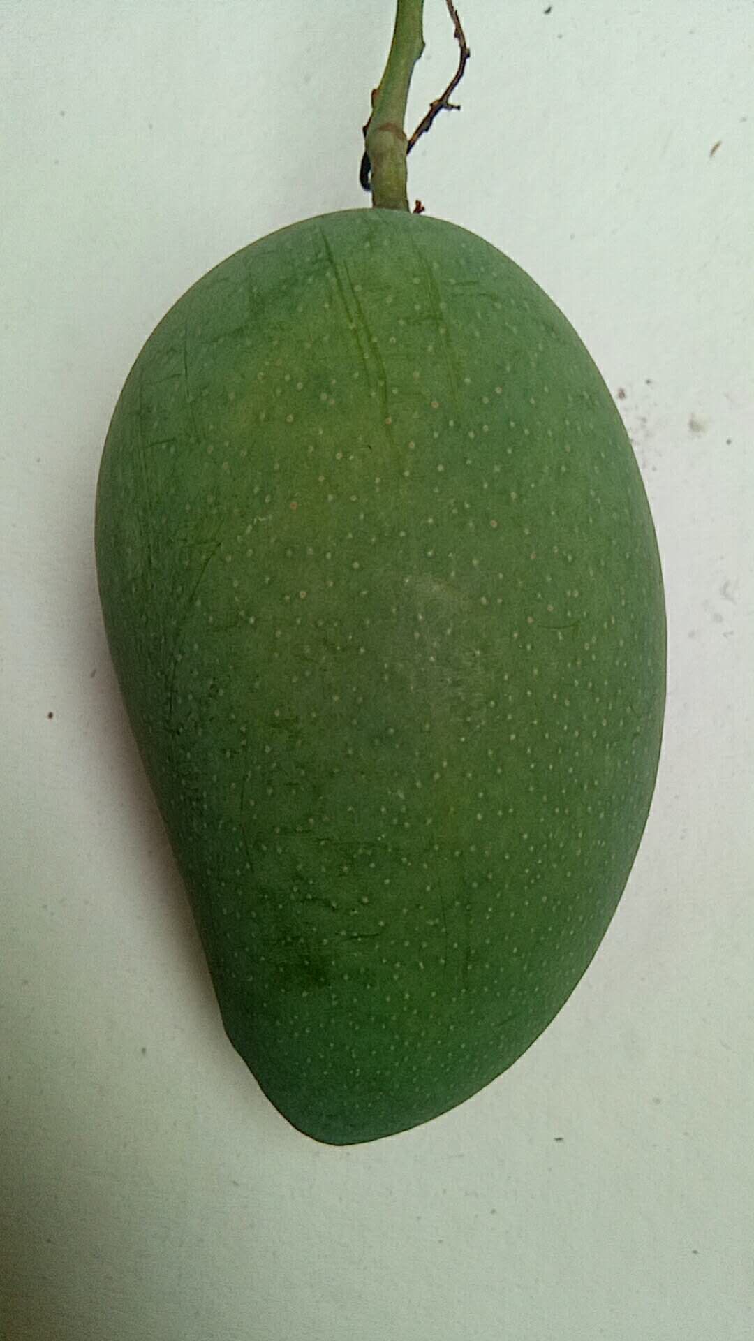 攀芒.乳芒，一款保留浓浓芒果香甜味的老品种。回购率超高