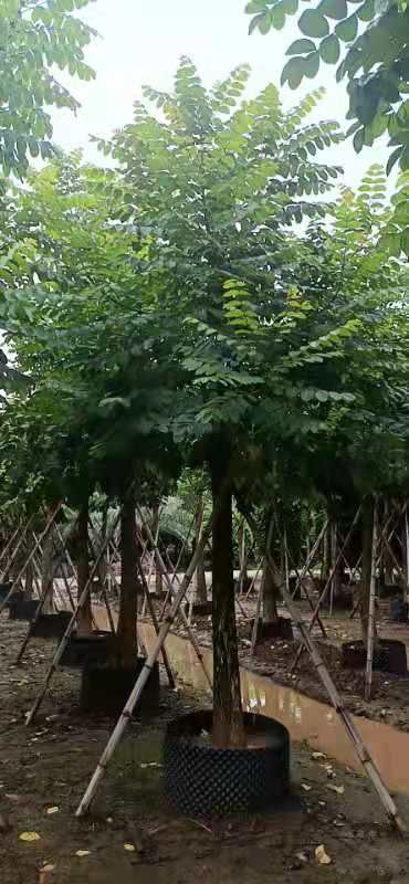 火焰木15-18公分