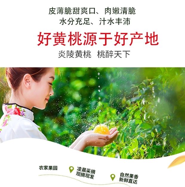 锦绣黄桃  炎陵高山正宗黄桃，以香、脆、甜独特品质。