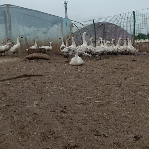 莱西市鹅 8-10斤 统货 全散养 