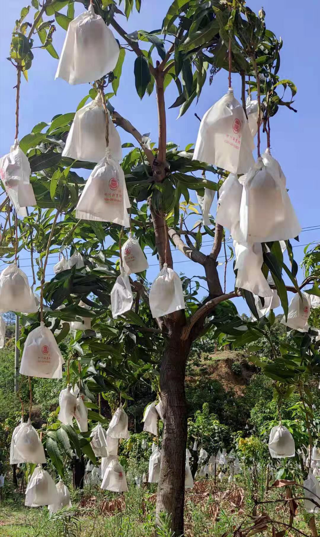 攀芒.乳芒，一款保留浓浓芒果香甜味的老品种。回购率超高