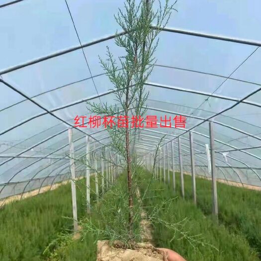 滨州柽柳杯苗，红柳以及多年苗都都货，欢迎咨询。