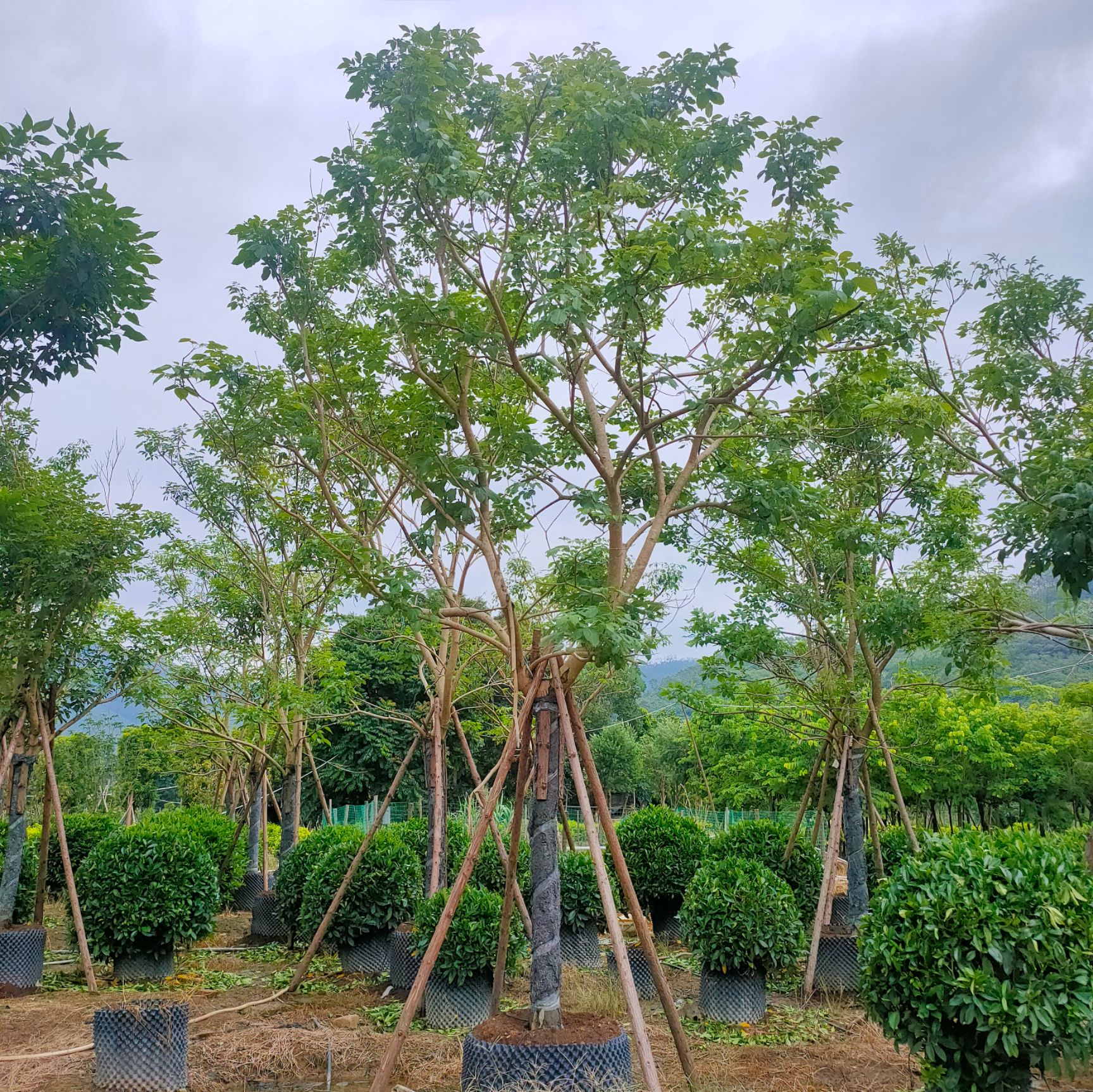  紫花风铃木15公分