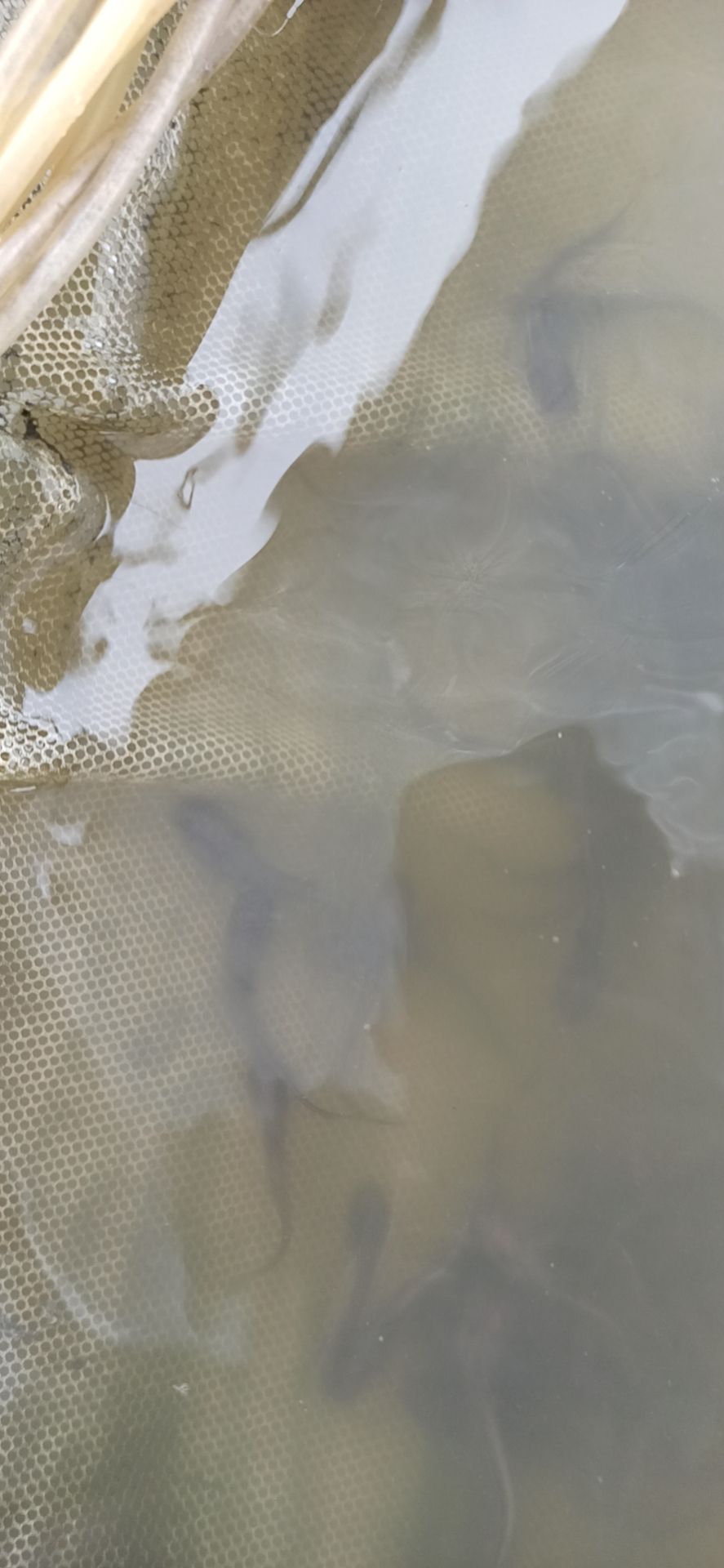 大口鲶鱼苗  大口鲢鱼，专门吃小鱼仔