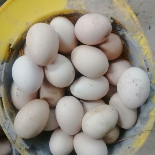 天津白壳蛋 饲养土鸡蛋