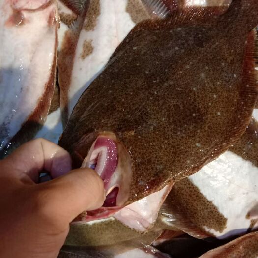 沈阳比目鱼  鸦 片 鱼 每日鲜鱼