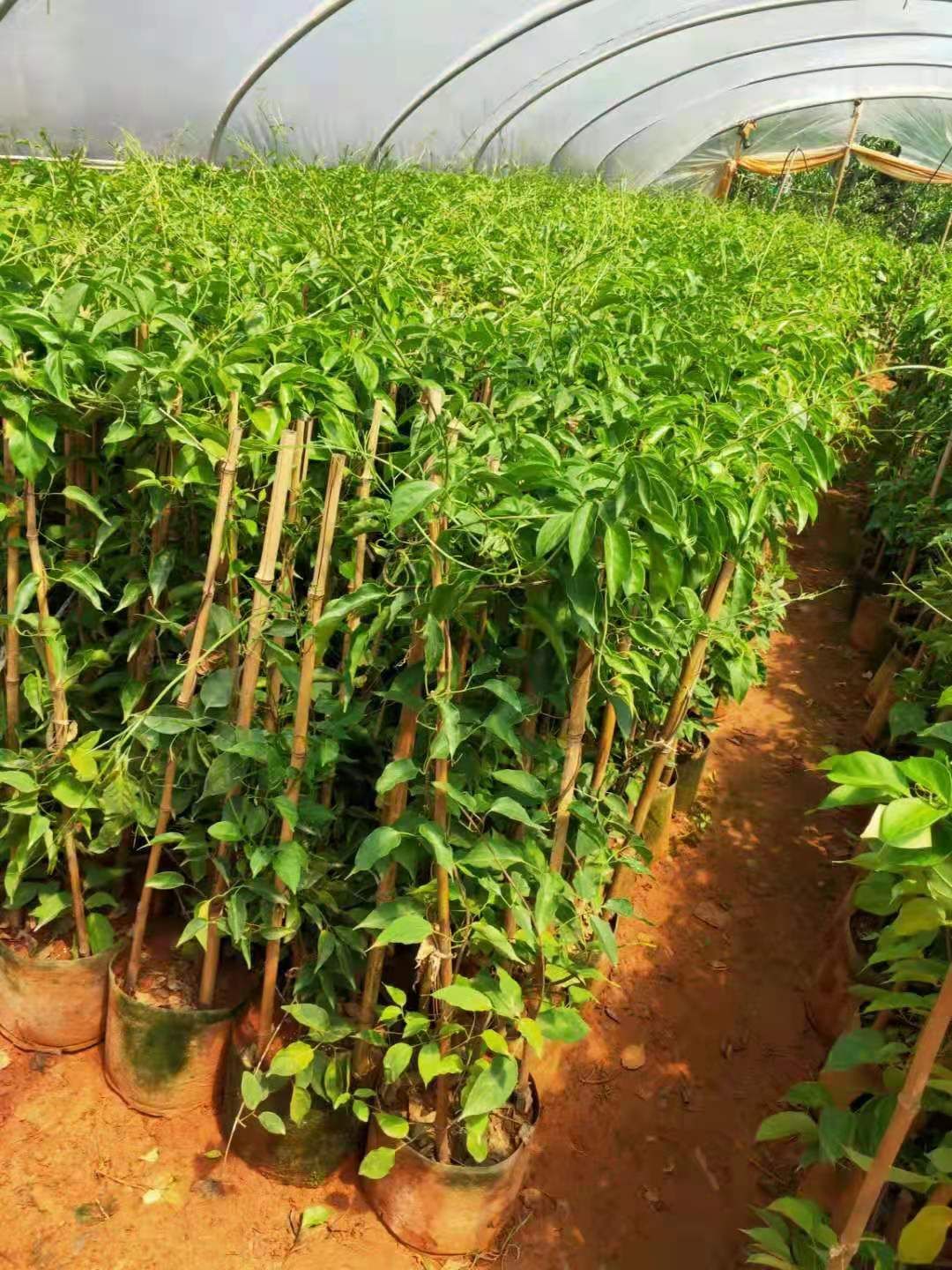炮仗花苗 工程绿化苗炮仗花