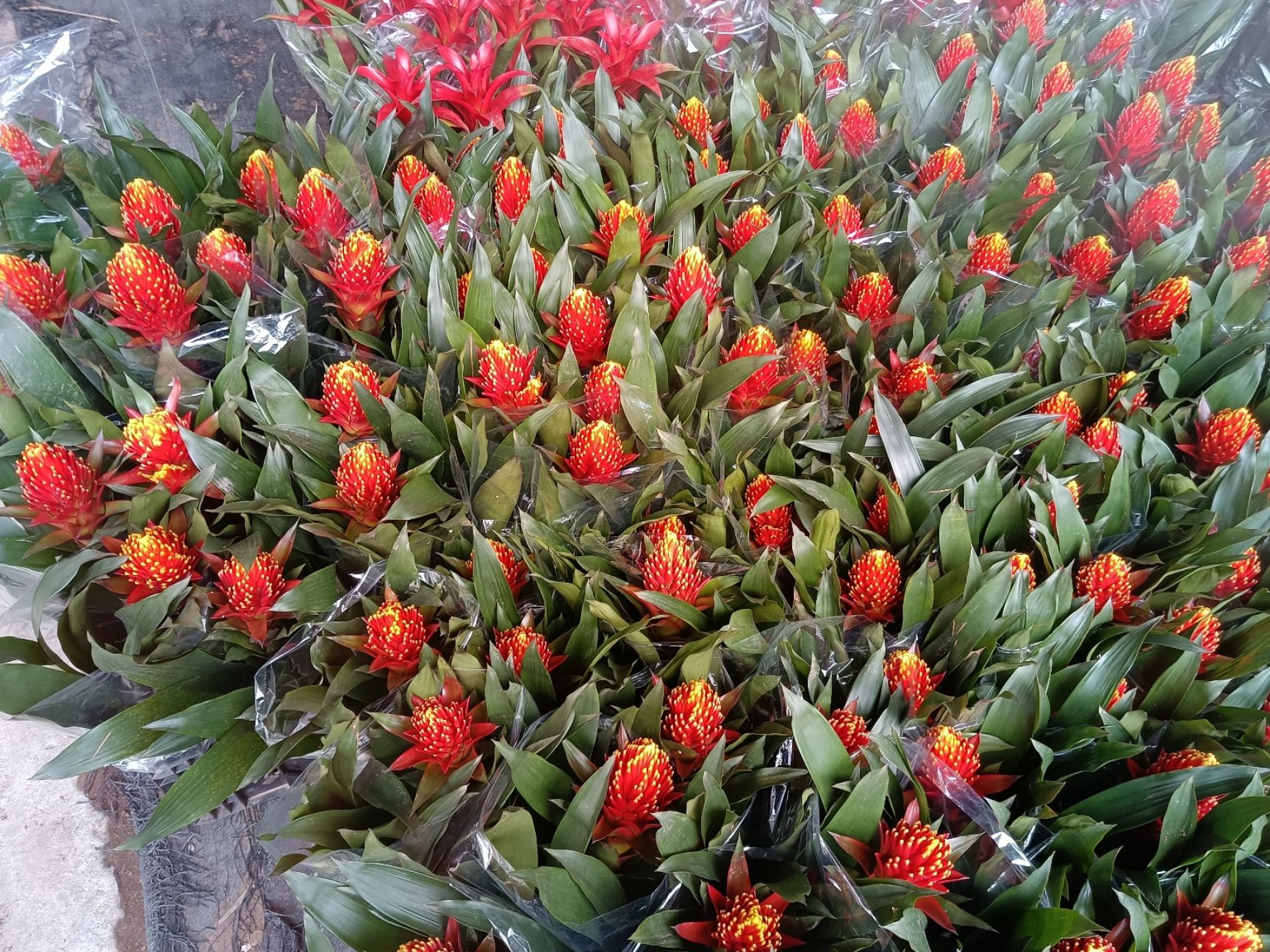 凤梨花  基地直销风梨鲜花，聚焦火炬