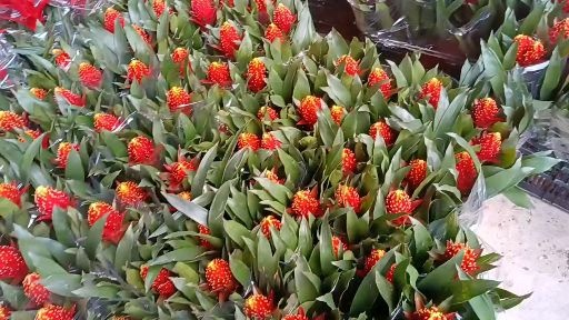 广州凤梨花  基地直销风梨鲜花，聚焦火炬