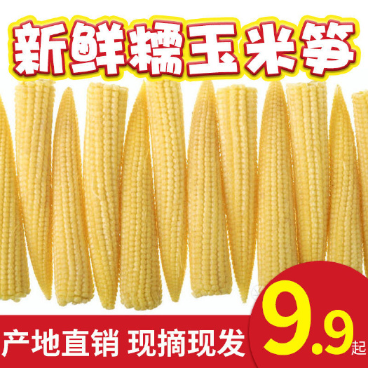 新鲜甜玉米笋小玉米芯仔蔬菜迷你嫩玉米棒水果玉米多规格整箱包邮
