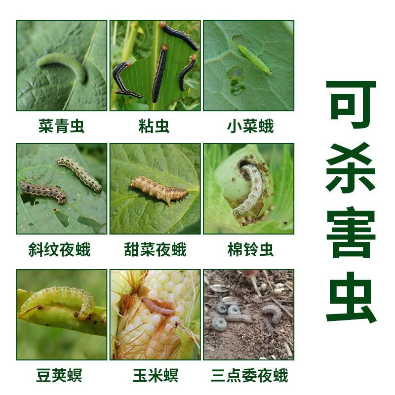 红钻 阿维氟铃脲玉米水稻棉花钻心虫二化三化稻卷叶螟夜蛾杀虫