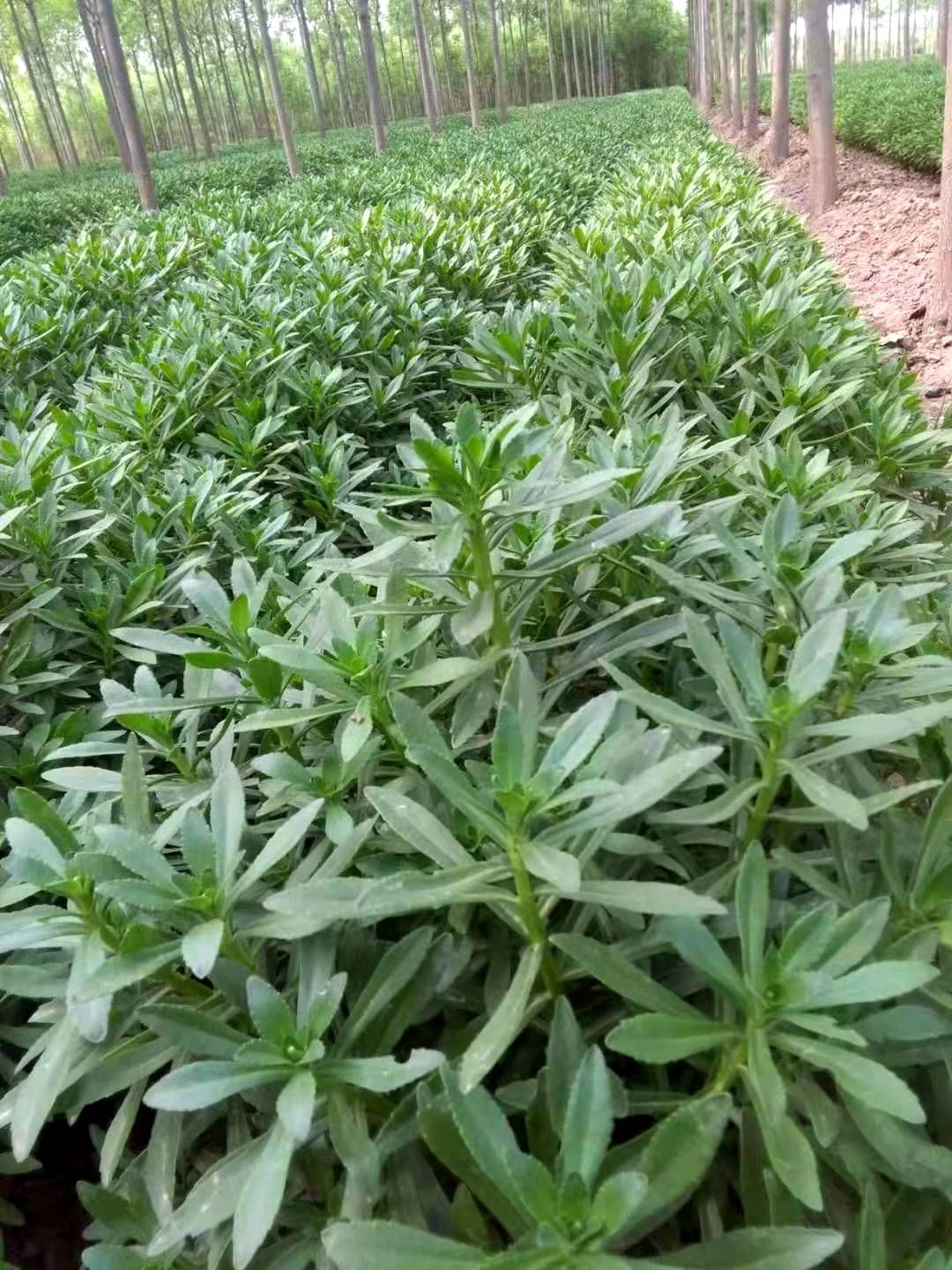 高高菜照片图片