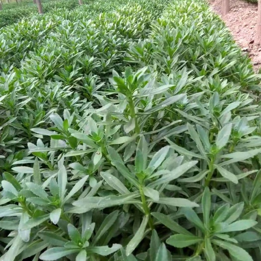 周口 救心菜  养心菜   高钙菜