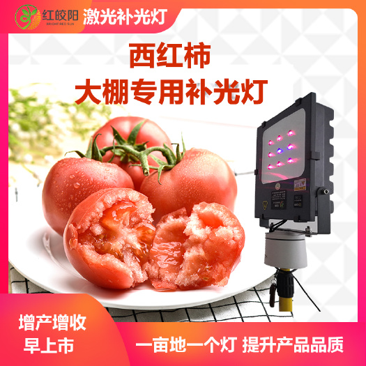 西安植物补光灯大棚种植西红柿缺光照使用植物生长灯提升上市
