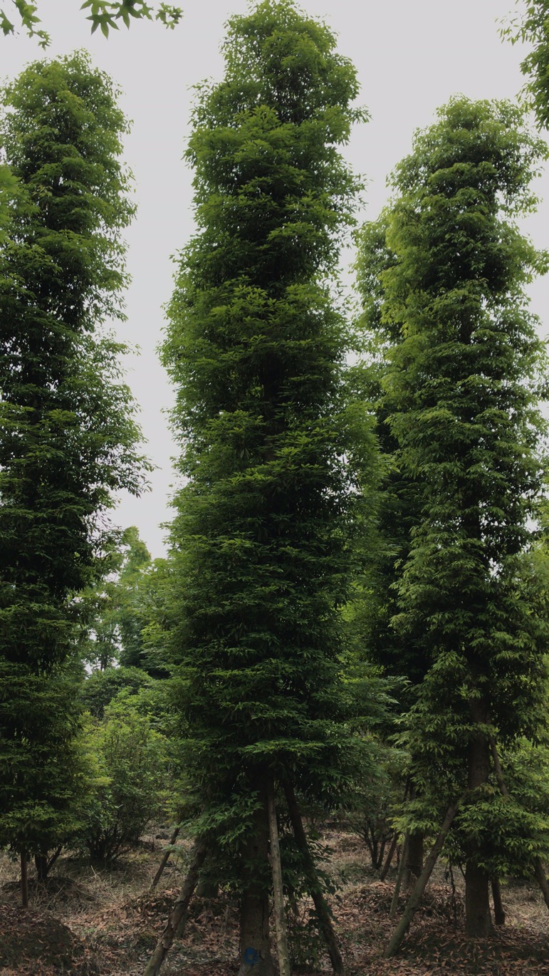  18到30的桢楠移栽熟苗