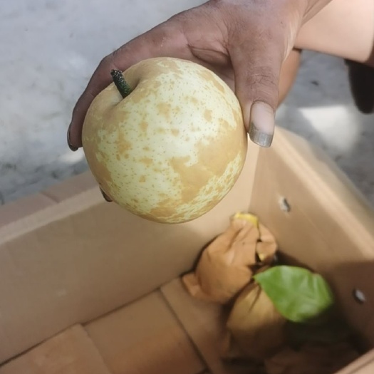 阳朔县 桂林市灌阳县水晶梨大量上市中