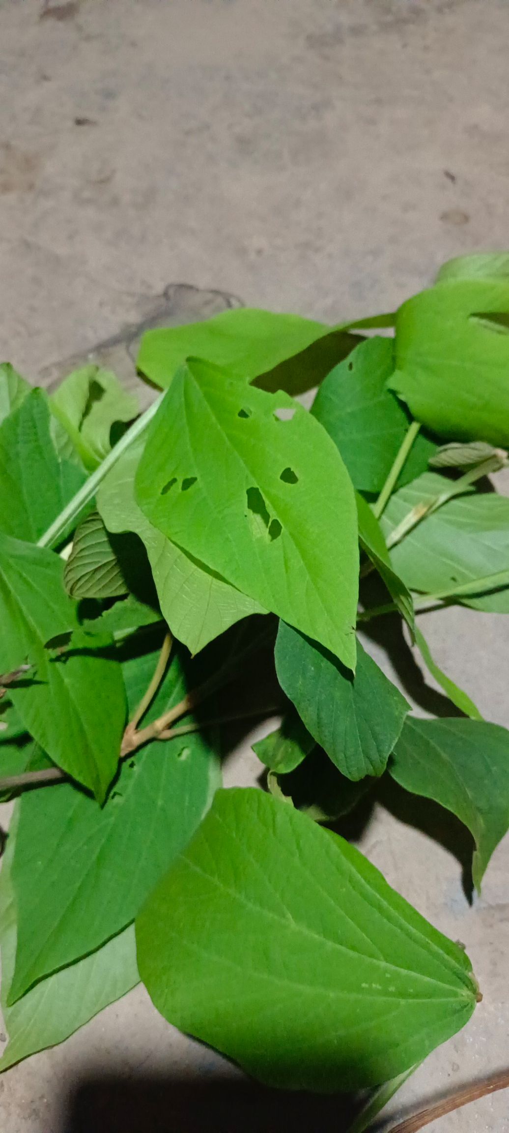 千斤拔  大叶