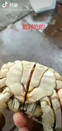 泗洪县大闸蟹 忙归忙别忘了六月黄，塘口直供。