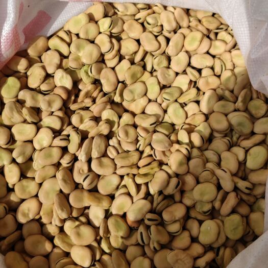 西宁 青海蚕豆，高海拔产品，质优价廉
