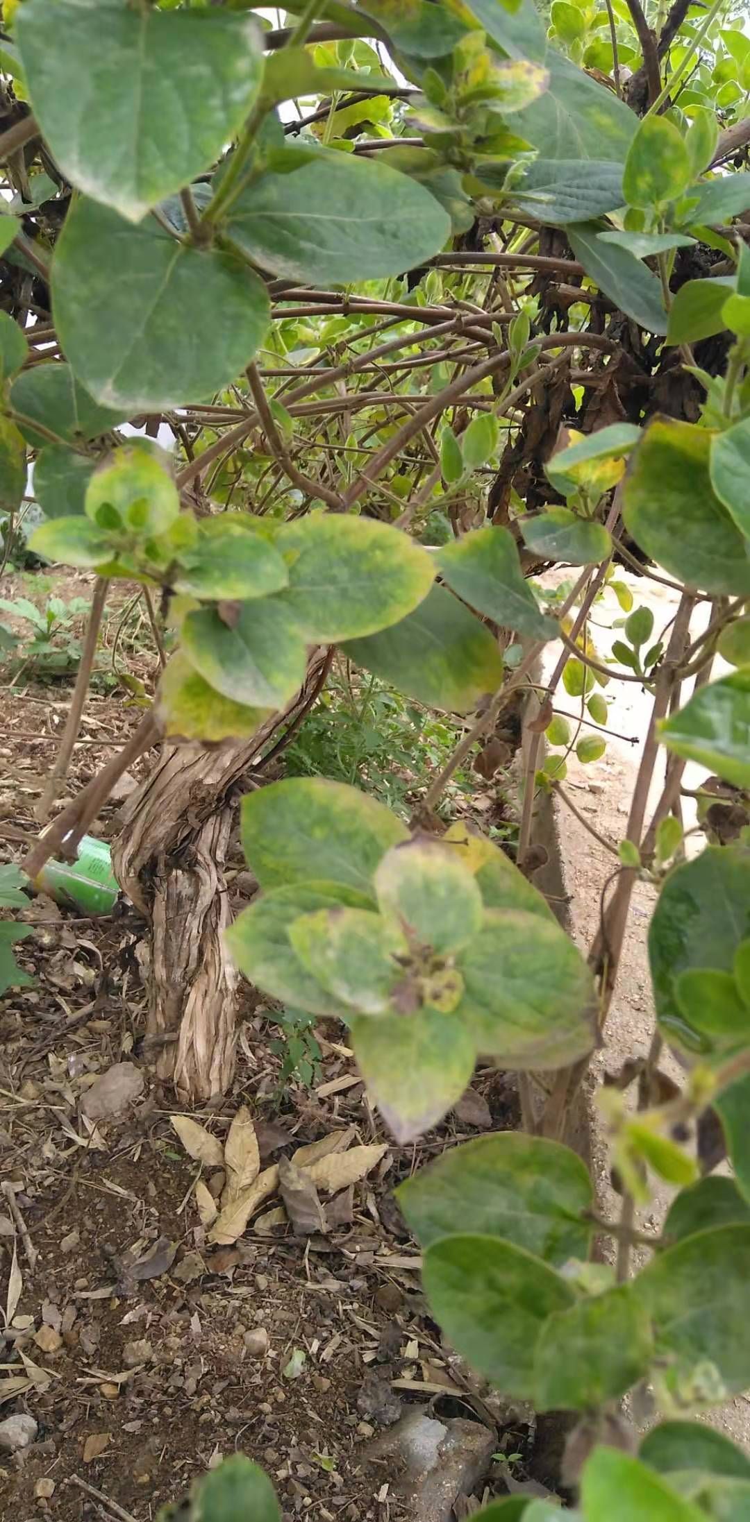树桩盆景  15年老桩金银花盆景，每一颗都不同，造型好看，高端园林装饰