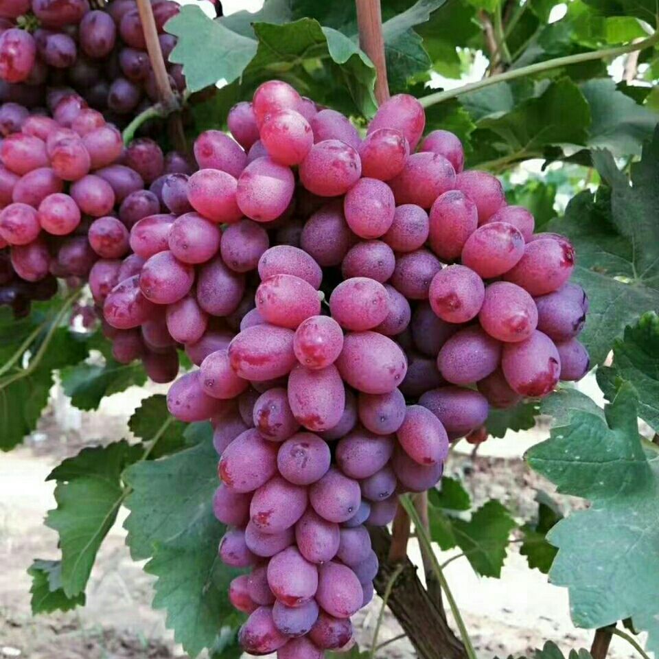 红地球 红提葡萄