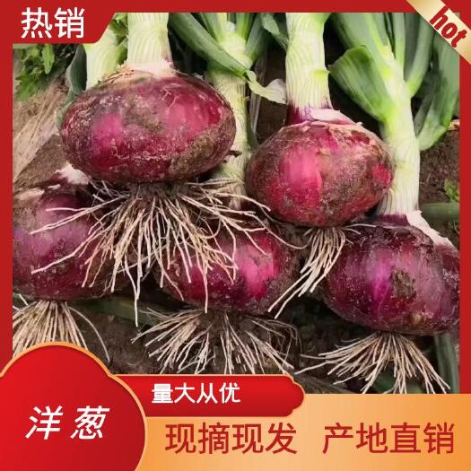通许县精品洋葱，红皮洋葱，紫皮洋葱，产地直销，