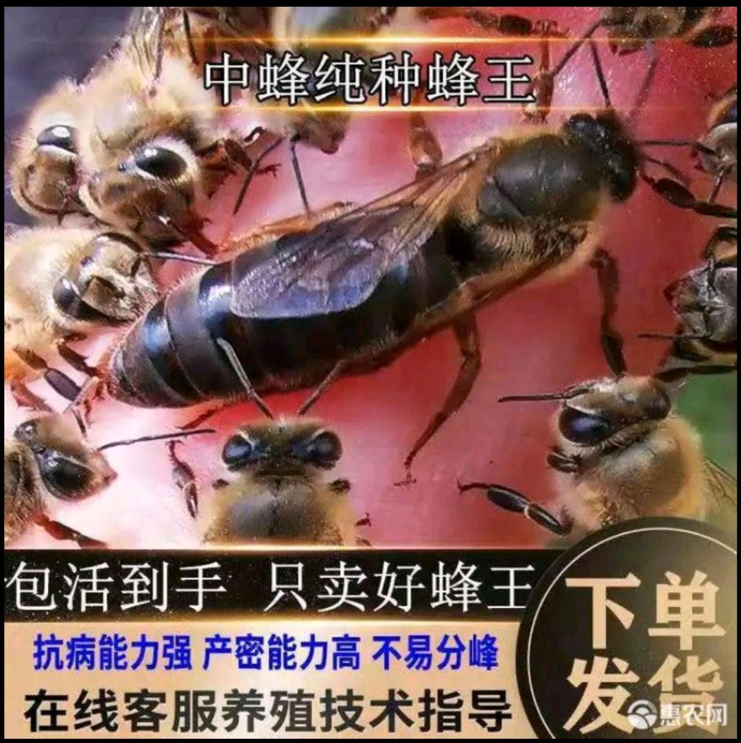 中华蜜蜂  中蜂优质蜂种土蜂