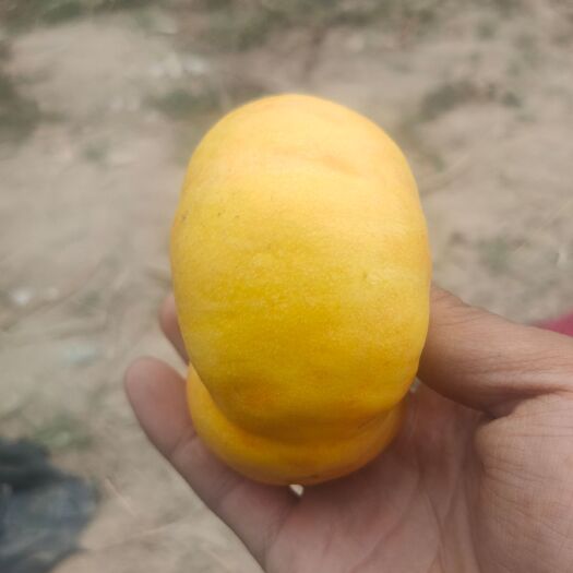 鄄城县黄蟠桃  黄油蟠桃 中油蟠5 风味皇后 中油蟠9