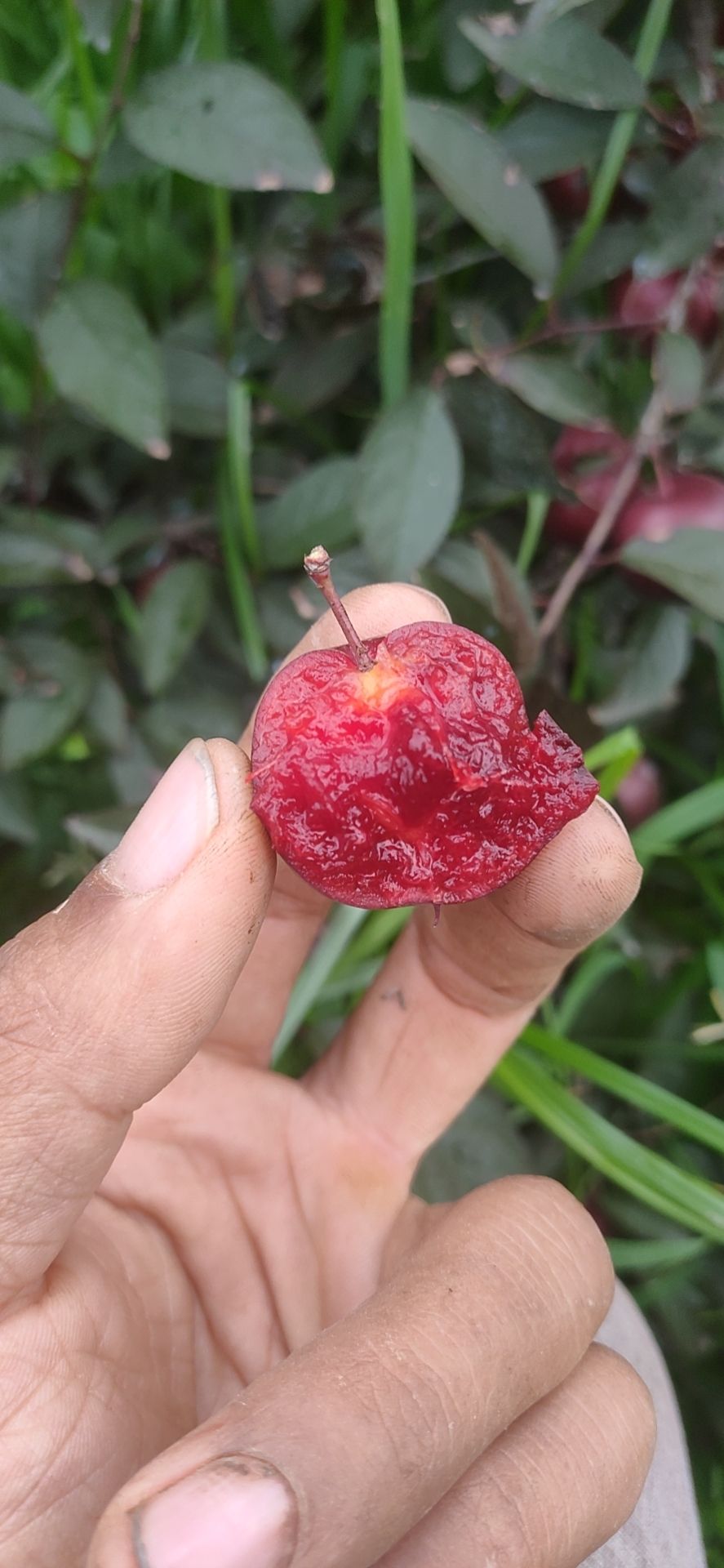 钙果苗  紫冠欧李