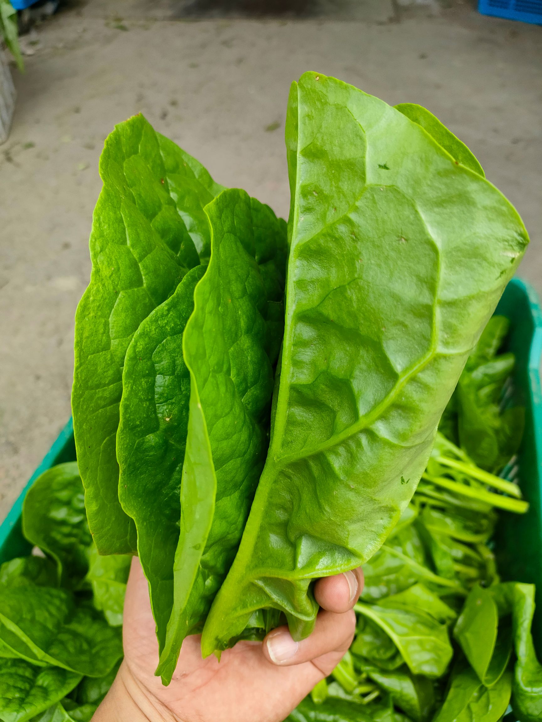  木耳菜（基地常年供应各种蔬菜）