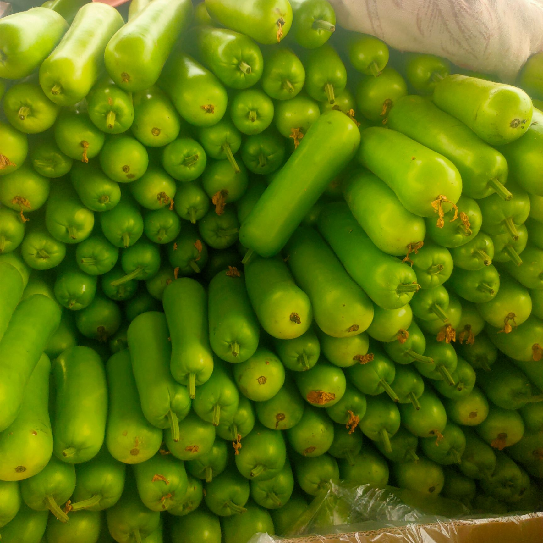 瓠瓜  精品大量上市，质量保证，色泽鲜绿