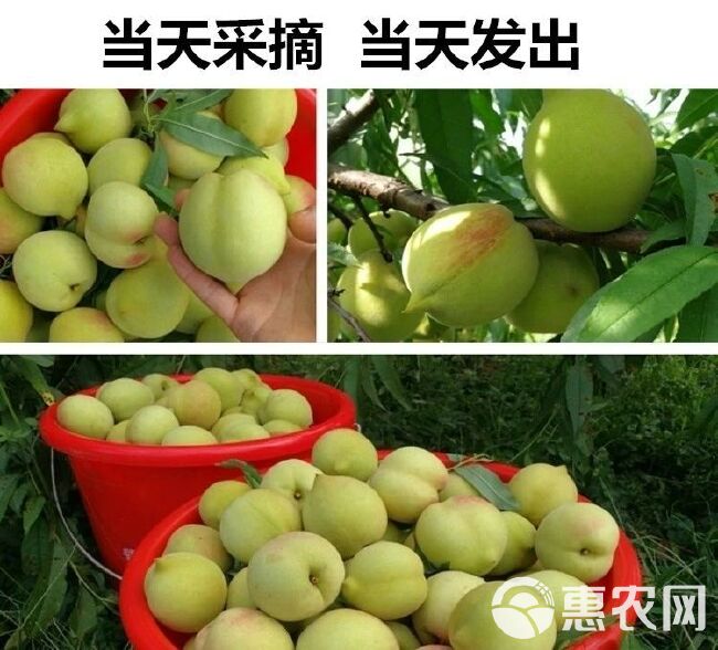 鹰嘴蜜桃 水蜜桃甜脆桃子赣南寻乌鹰嘴桃新鲜水果批发毛桃5斤包