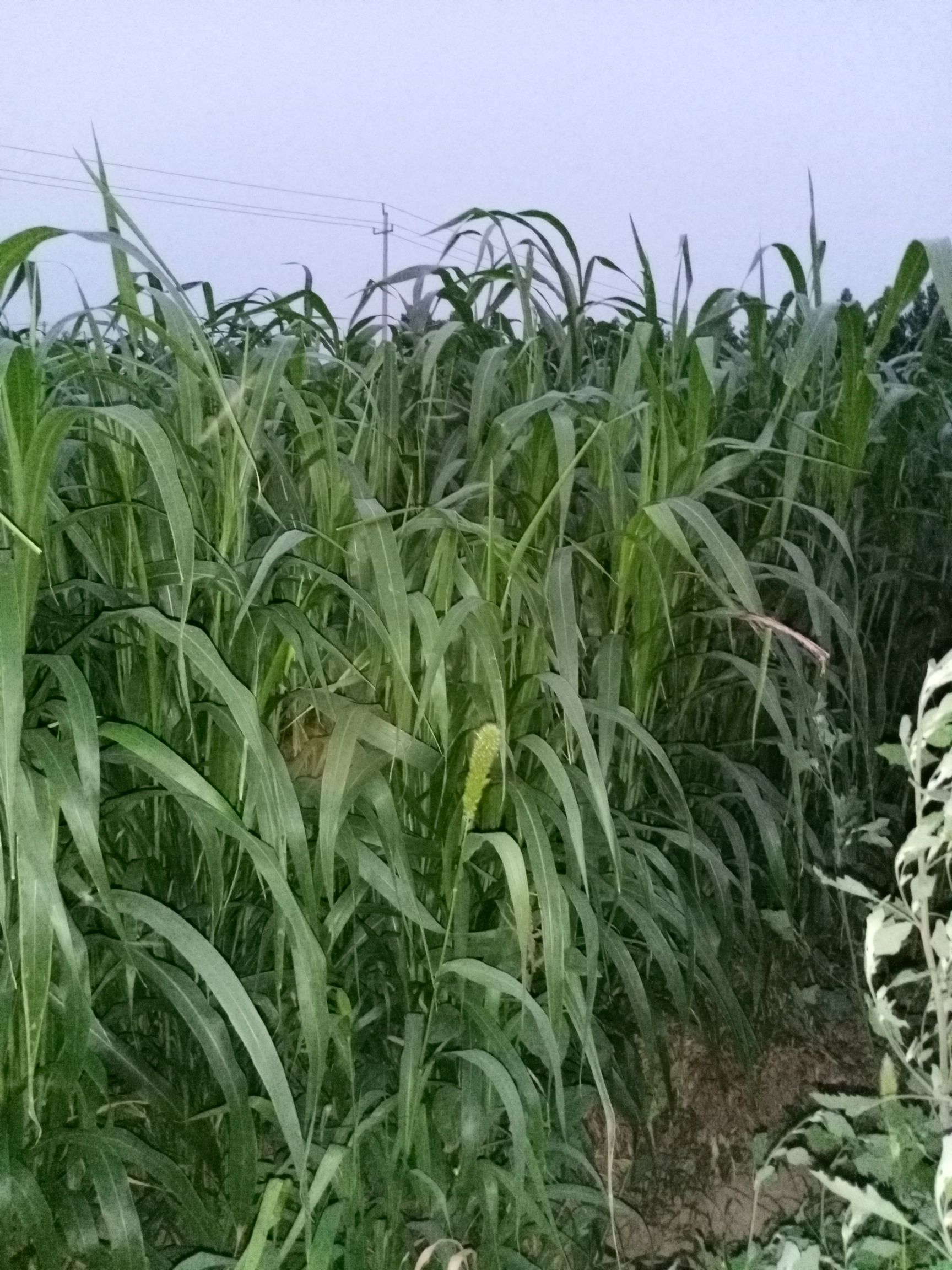 高丹草种子  高丹草100克试种装