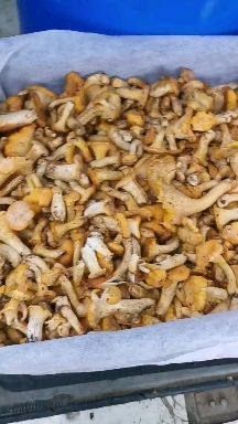 南江县鸡油菌 野生黄丝菌