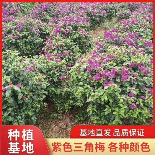 宜宾大红三角梅 0.5~1.0米 0.5 2~4公分 1米以下 杯苗 带营养钵发货