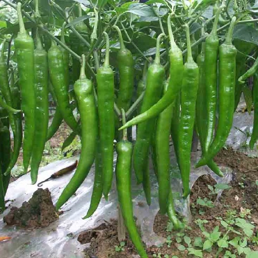 商丘大量供应河南精品线椒，青线椒，红线椒