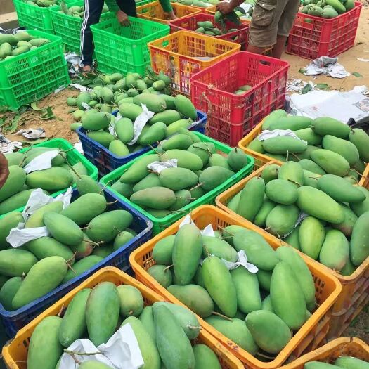 凭祥市越南大青芒批发 产地直发 一手货源 一件代发不包运费