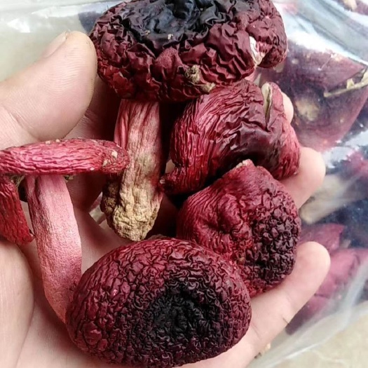 厦门红菇 野生云南标菇