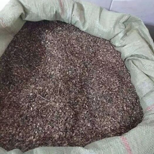宕昌县独活种子