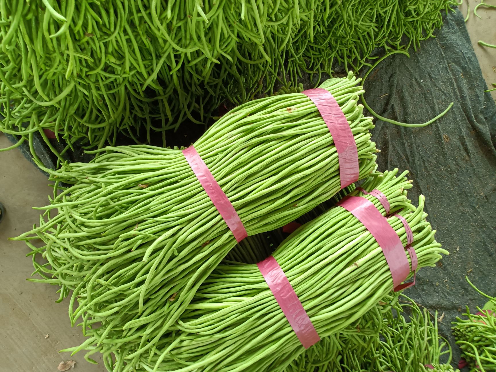 长豇豆 河北邯郸豇豆大量现货