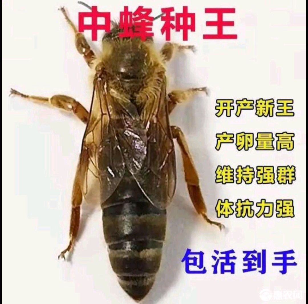 中华蜜蜂  中蜂优质蜂种土蜂