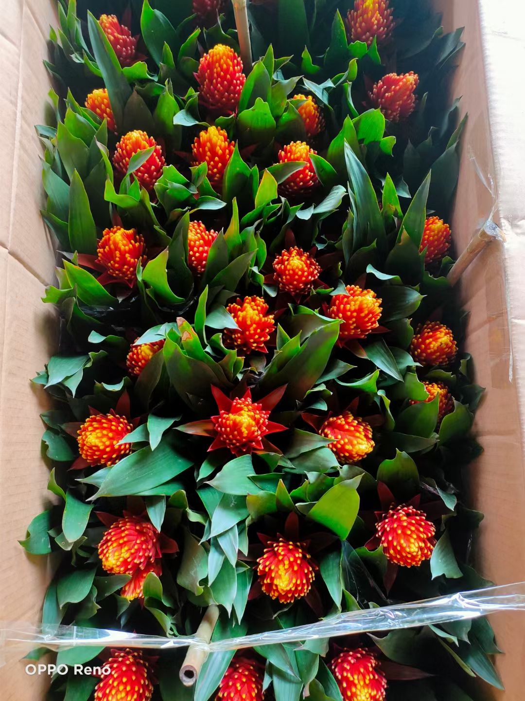 凤梨花  基地直销风梨鲜花，聚焦火炬