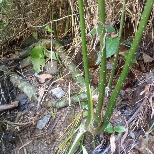 肇庆慈菇 簕茨菇