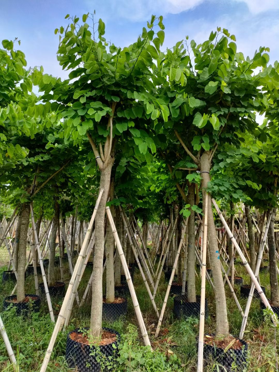 红花紫荆 洋蹄甲12公分