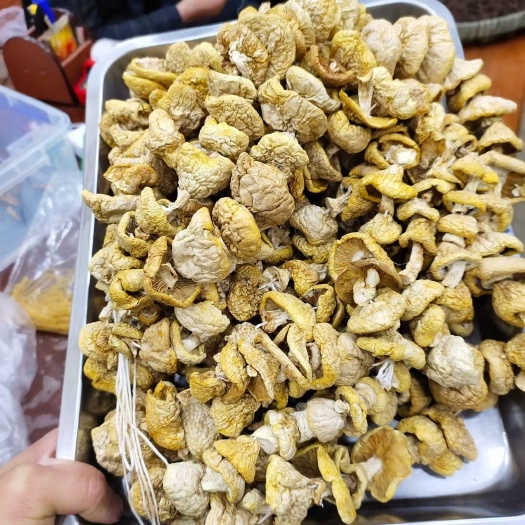 西宁 祁连黄蘑菇精挑细选保真保质保原产一斤起全国包邮