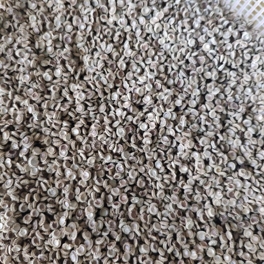 粉防己种子，去皮阴干净籽，发芽98以上，提供多年育苗经验，