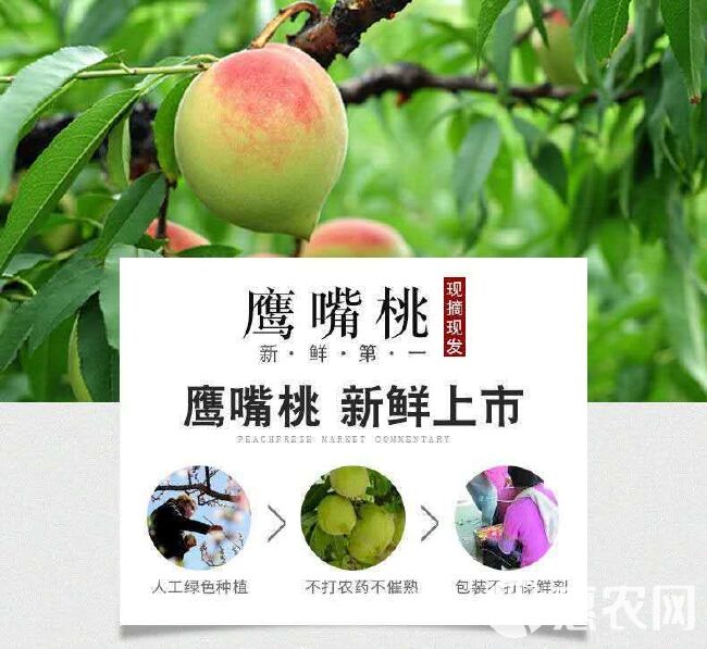 鹰嘴蜜桃 水蜜桃甜脆桃子赣南寻乌鹰嘴桃新鲜水果批发毛桃5斤包